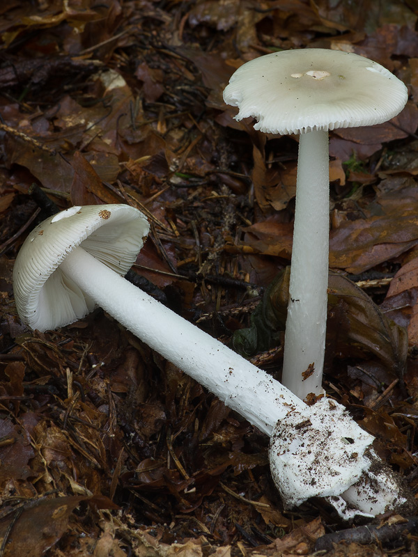 Amanita vladimirii